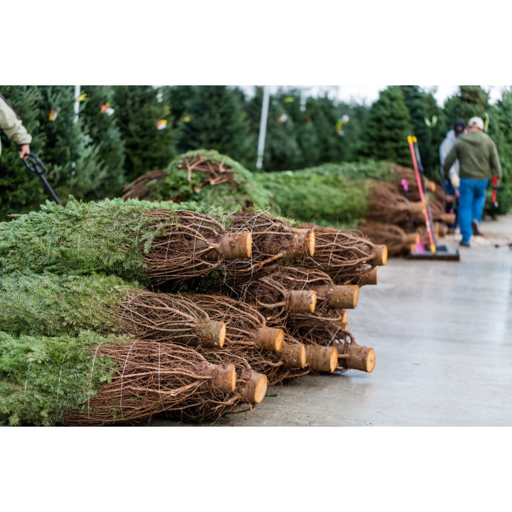Freshly cut Christmas trees stacked on the ground, their green branches contrasting with brown tr...