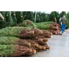 Natural Nordmann tree | SAPINS.BE SRL Natural Nordmann tree | SAPINS.BE SRL