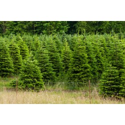 Natuurlijk Nordmann kerstboom | SAPINS.BE SRL