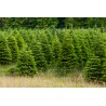 Natuurlijk Nordmann kerstboom | SAPINS.BE SRL