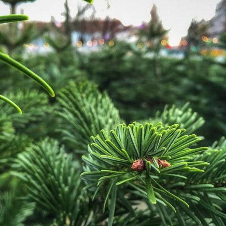 Lush green pine needles close-up, with hints of soft brown buds peeking through.