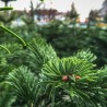 Natural Nordmann tree | SAPINS.BE SRL Natural Nordmann tree | SAPINS.BE SRL