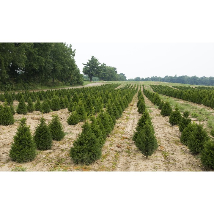 Champs de conifères, rangées bien ordonnées, verdure sur fond de ciel clair.
