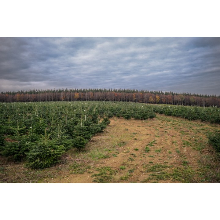 Vaste champ de sapins, ciel nuageux, horizon boisé aux couleurs automnales.