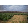 Natural Nordmann tree | SAPINS.BE SRL Natural Nordmann tree | SAPINS.BE SRL