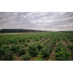 Natuurlijk Nordmann kerstboom | SAPINS.BE SRL
