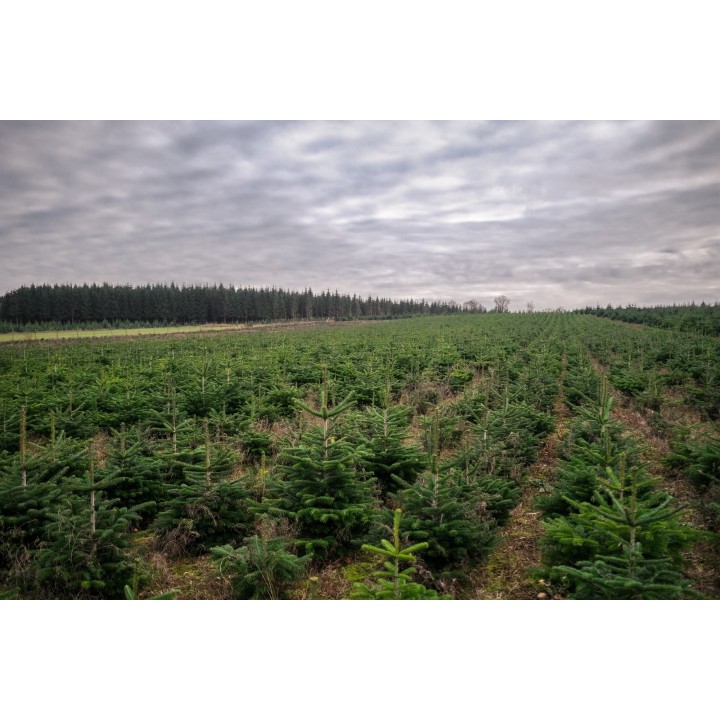 A lush green field of young evergreen trees under a cloudy sky.