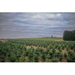 Natuurlijk Nordmann kerstboom | SAPINS.BE SRL