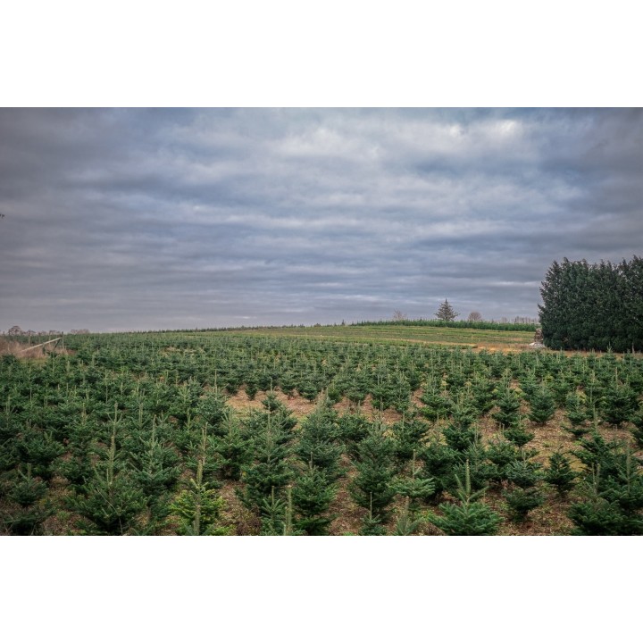 Lush green rows of Christmas trees stretch across a field under a cloudy sky.