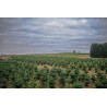 Natural Nordmann tree | SAPINS.BE SRL Natural Nordmann tree | SAPINS.BE SRL