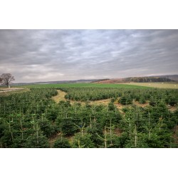 Natuurlijk Nordmann kerstboom | SAPINS.BE SRL