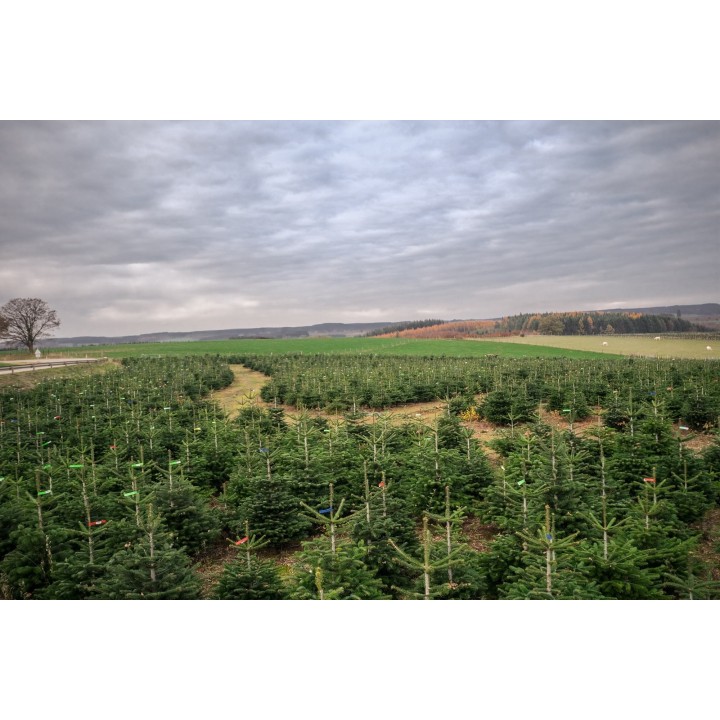 A vast green field of young Christmas trees under a cloudy sky.