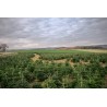 Natural Nordmann tree | SAPINS.BE SRL Natural Nordmann tree | SAPINS.BE SRL