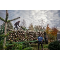 Natuurlijk Nordmann kerstboom | SAPINS.BE SRL