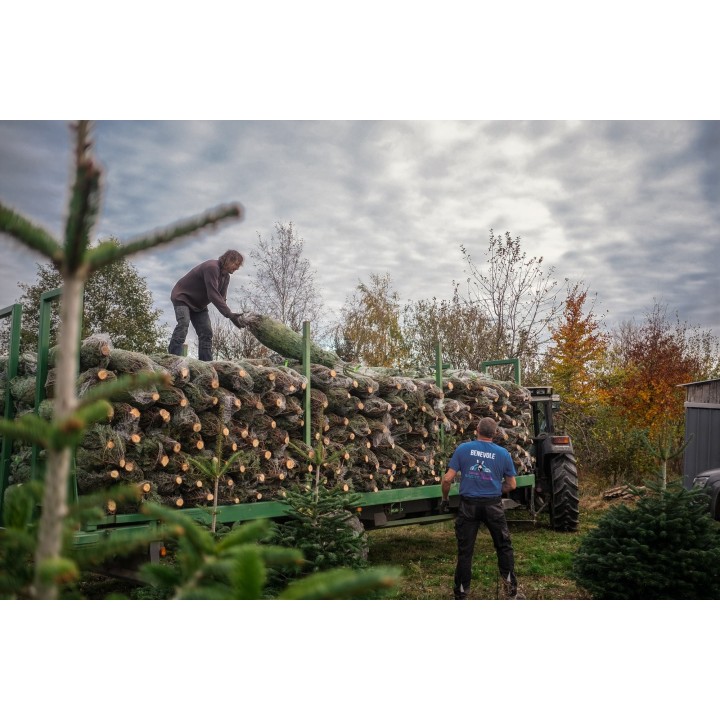 Een tractor laadt kerstbomen op, omringd door herfstkleuren en een bewolkte lucht.
