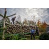 Natural Nordmann tree | SAPINS.BE SRL Natural Nordmann tree | SAPINS.BE SRL