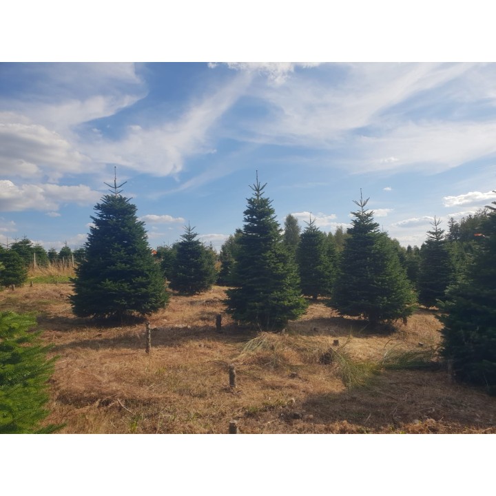 Groene dennenbomen staan in een open veld onder een blauwe lucht met wolken.