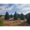 Grand sapin Nordmann | SAPINS.BE SRL Grand sapin Nordmann | SAPINS.BE SRL