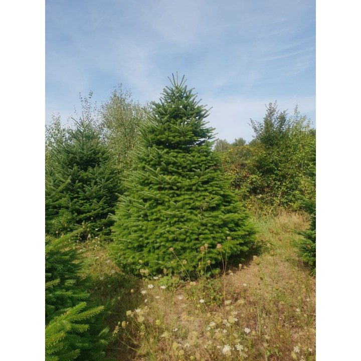 Groene dennenboom met volle takken, omringd door andere bomen en een helderblauwe lucht.