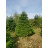 Grand sapin Nordmann | SAPINS.BE SRL Grand sapin Nordmann | SAPINS.BE SRL
