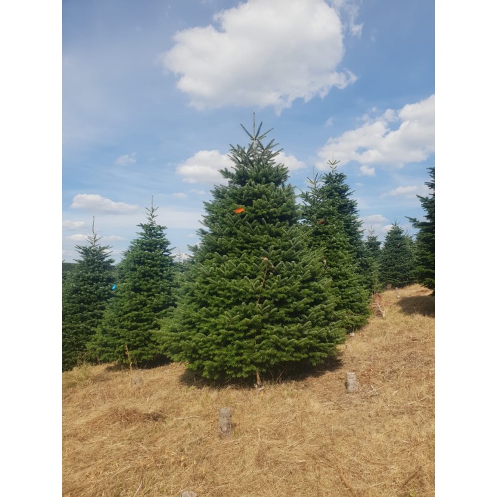 Groene dennenbomen staan op een zonnige heuvel, omringd door droog gras en een blauwe lucht.