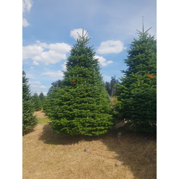 Sapins verdoyants, ciel bleu parsemé de nuages, sol sec et doré.