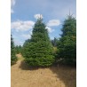 Grand sapin Nordmann | SAPINS.BE SRL Grand sapin Nordmann | SAPINS.BE SRL