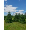 Grand sapin Nordmann | SAPINS.BE SRL Grand sapin Nordmann | SAPINS.BE SRL