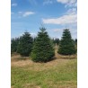 Grand sapin Nordmann | SAPINS.BE SRL Grand sapin Nordmann | SAPINS.BE SRL