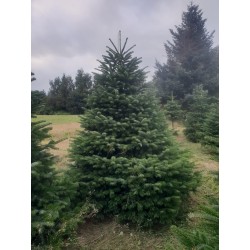 Large Nordmann Tree | SAPINS.BE SRL