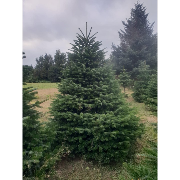 Groene dennenboom met volle takken, omringd door andere bomen in een open veld onder een grijze l...