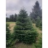 Grand sapin Nordmann | SAPINS.BE SRL Grand sapin Nordmann | SAPINS.BE SRL