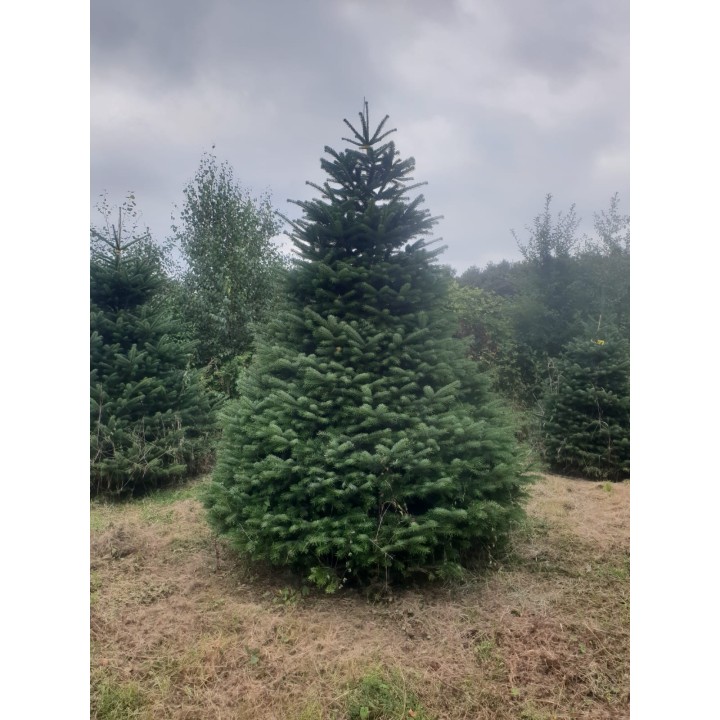 Groene dennenboom met volle takken, omringd door andere bomen op een bewolkte dag.