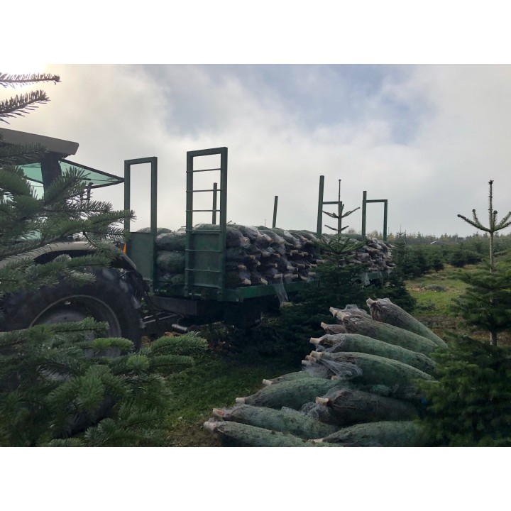 Een tractor met een aanhanger vol kerstbomen, omgeven door groene dennenbomen en mist.