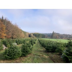 Natuurlijk Nordmann kerstboom | SAPINS.BE SRL