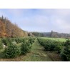 Natural Nordmann tree | SAPINS.BE SRL Natural Nordmann tree | SAPINS.BE SRL
