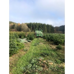 Natuurlijk Nordmann kerstboom | SAPINS.BE SRL