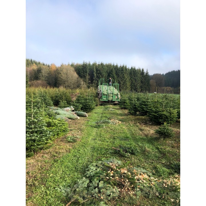 Een groene tractor rijdt tussen de kerstbomen in een bosachtige omgeving, met lichte mist.