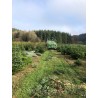 Natuurlijk Nordmann kerstboom | SAPINS.BE SRL