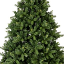 Freiburg tree