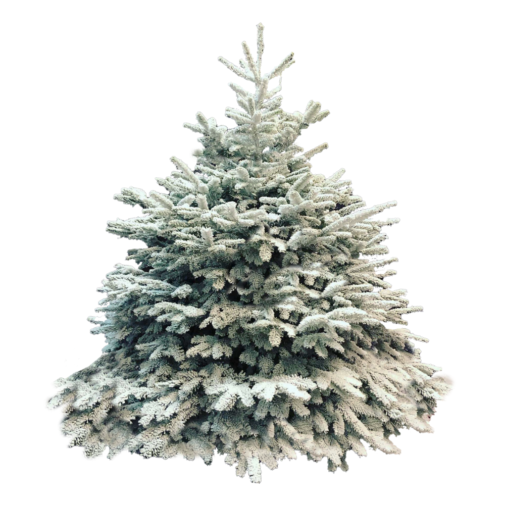 A frosted evergreen tree, densely packed with soft, snowy branches.