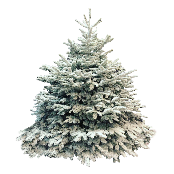 Sapin enneigé aux branches denses et douces, évoquant l'hiver féérique.