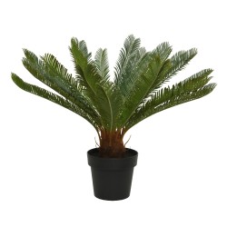 A lush, green plant with feathery fronds in a simple black pot.