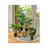 Potted plants in various shapes on a round woven rug near a sunny doorway.