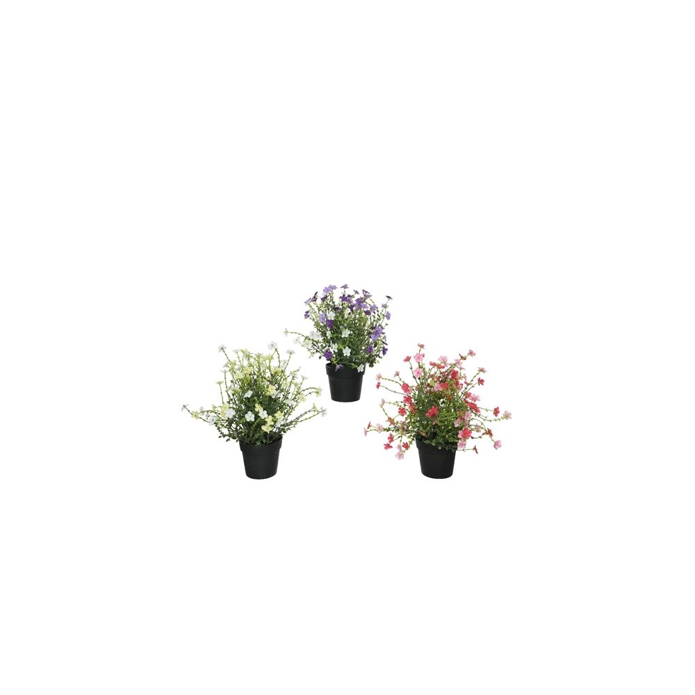 Three potted plants with vibrant flowers: purple, pink, and white, in black pots.