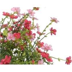 Delicate pink flowers with green leaves, cascading gracefully against a white background.