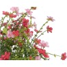 Delicate pink flowers with green leaves, cascading gracefully against a white background.