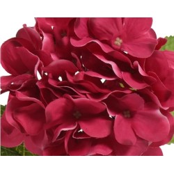 A cluster of rich burgundy hydrangea blooms with soft, overlapping petals.