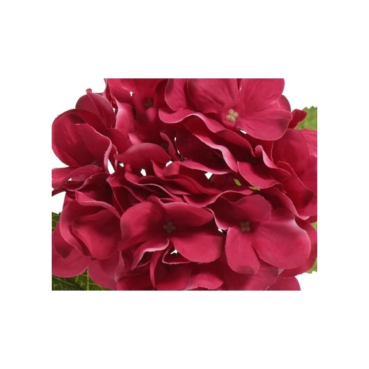 A cluster of rich burgundy hydrangea blooms with soft, overlapping petals.
