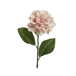 A delicate pink hydrangea flower with green leaves on a slender stem.